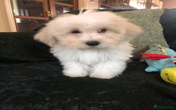 Mixed Breed dogs for sale: shihtzu x toy poodle puppies for sale - Image 4