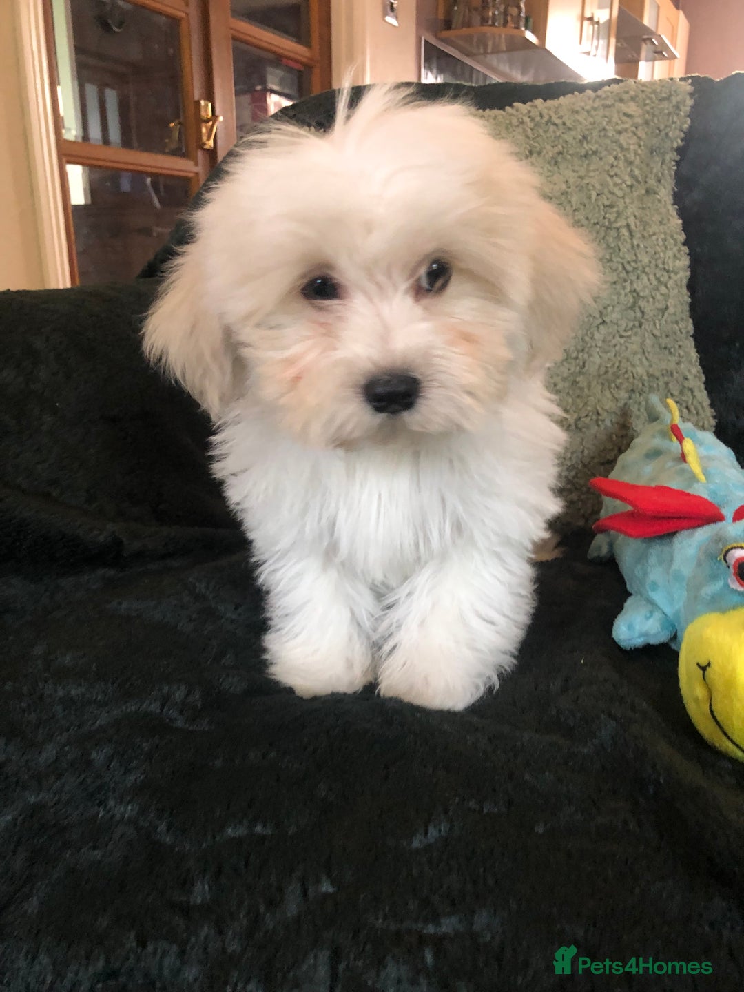 Mixed Breed dogs for sale: shihtzu x toy poodle puppies for sale - Image 4