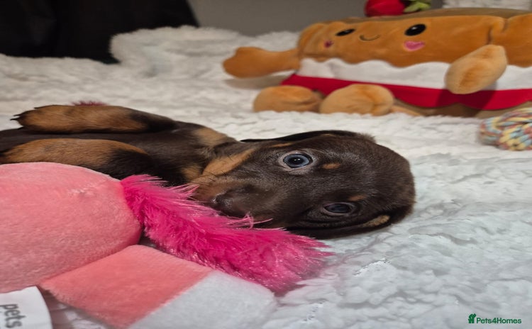 Miniature Dachshund dogs - Advert 9
