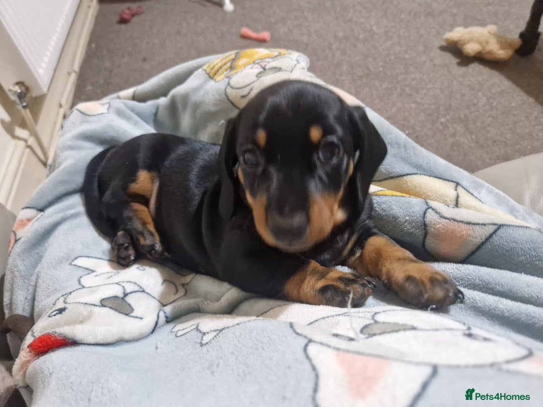 Miniature Dachshund dogs for sale: 2 adorable chunky miniature dachshund  - Advert 2