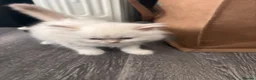 Mixed Breed cats for sale: Adorable kittens - Advert 8