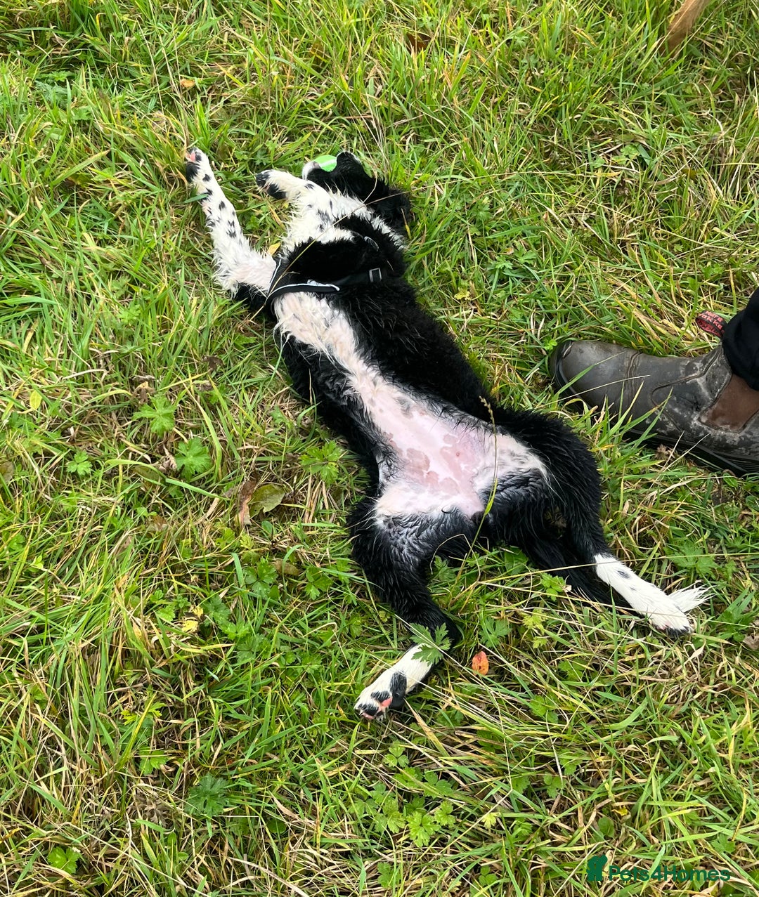 Border Collie dogs for sale: Border collie girl looking for forever home  - Image 3