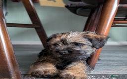 Border Terrier dogs for sale: HOME BRED GRIZZLY BORDER BOYS - Image 13