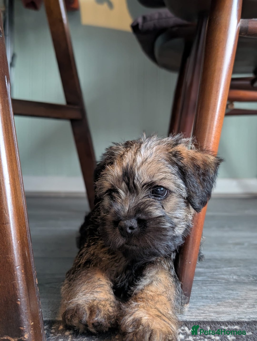 Border Terrier dogs for sale: HOME BRED GRIZZLY BORDER BOYS - Image 13