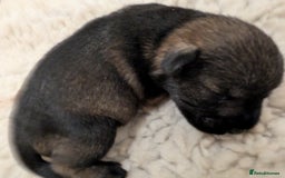 Miniature Schnauzer dogs for sale: Fully Health Tested,Kc Reg'd Mini Schnauzer Pups  - Image 15