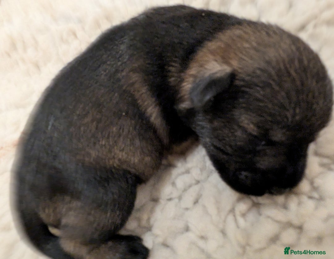 Miniature Schnauzer dogs for sale: Fully Health Tested,Kc Reg'd Mini Schnauzer Pups  - Image 15
