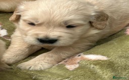 Golden Retriever dogs for sale: Superb litter Kc reg health tested goldens - Image 14