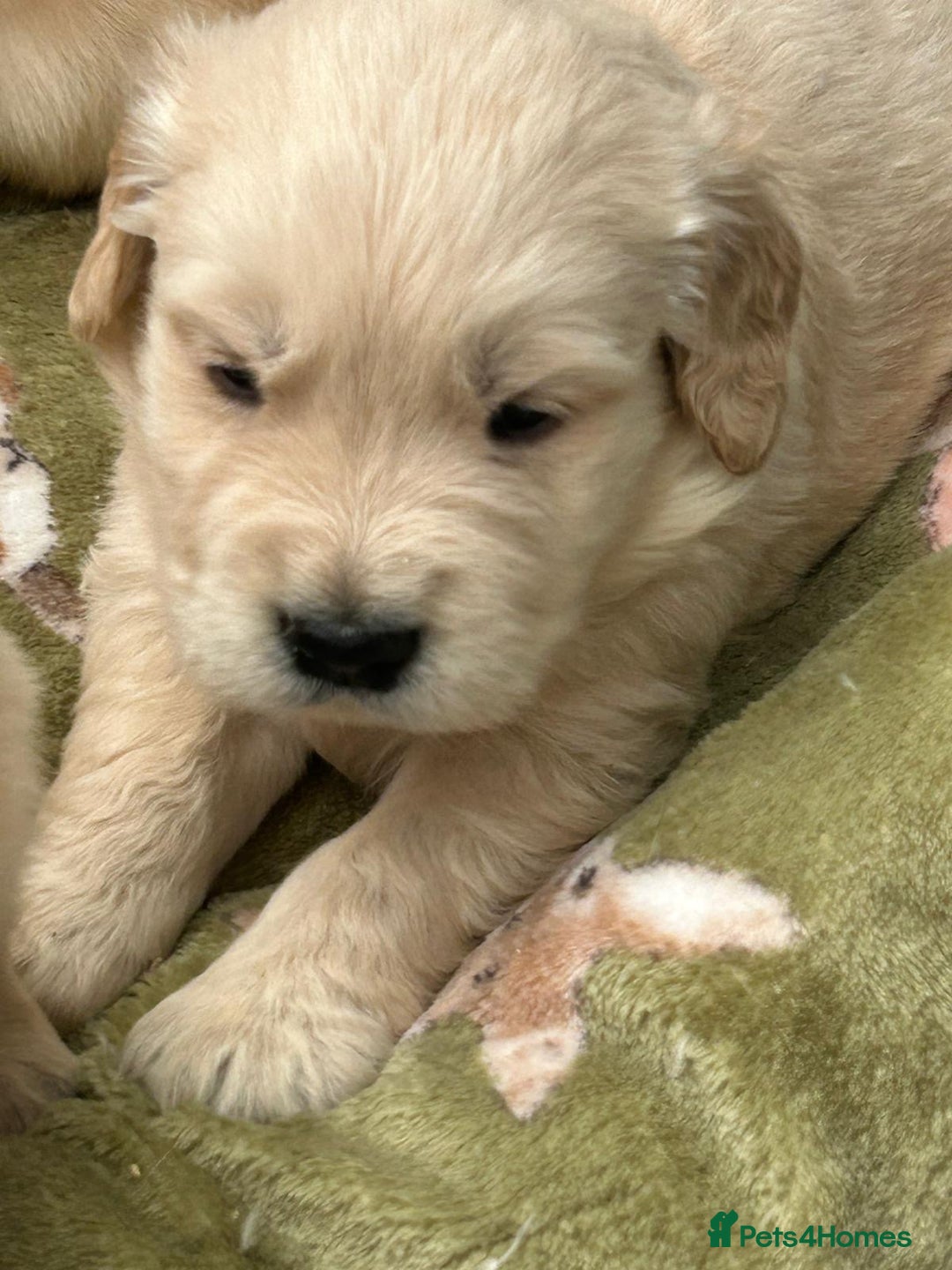Golden Retriever dogs for sale: Superb litter Kc reg health tested goldens - Image 14