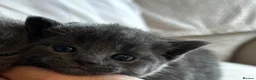 Russian Blue cats for sale: Two beautiful Russian blue kittens for sale  - Advert 14