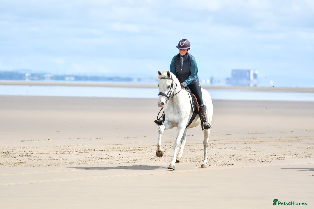 Appaloosa horses for sale: Cosmic Minstrel Gorgeous Gelding Rising 2 May 2026 - Advert 10