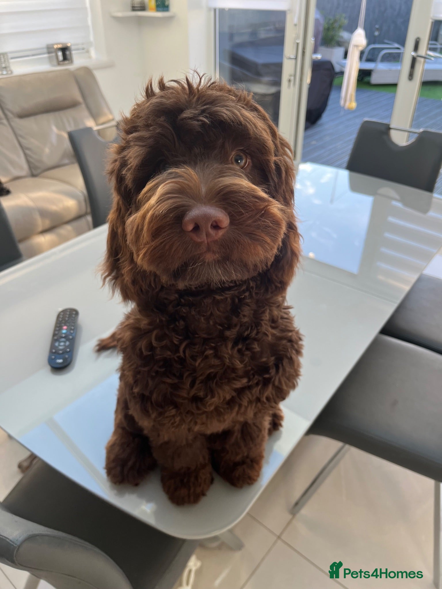 Cockapoo dogs Stud available for right dogs only  - Advert 2