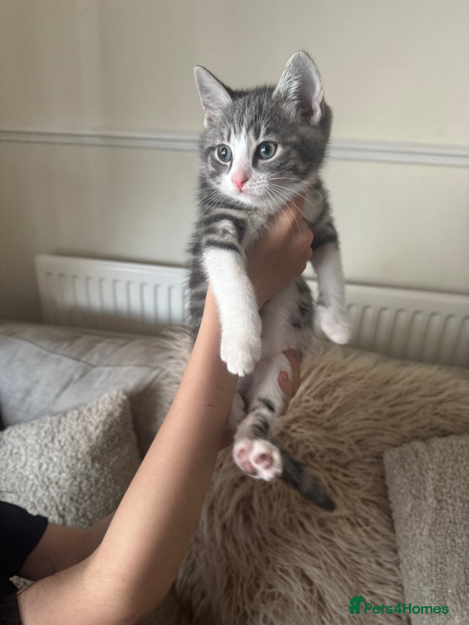 Mixed Breed cats Cute kittens ready for new homes.  - Advert 1