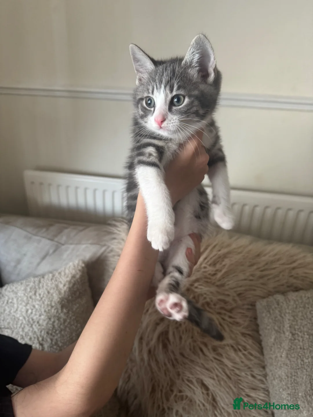 Mixed Breed cats for sale: Cute kittens ready for new homes.  - Advert 1