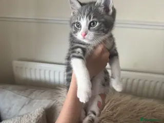 Mixed Breed cats Cute kittens ready for new homes. - Advert 1