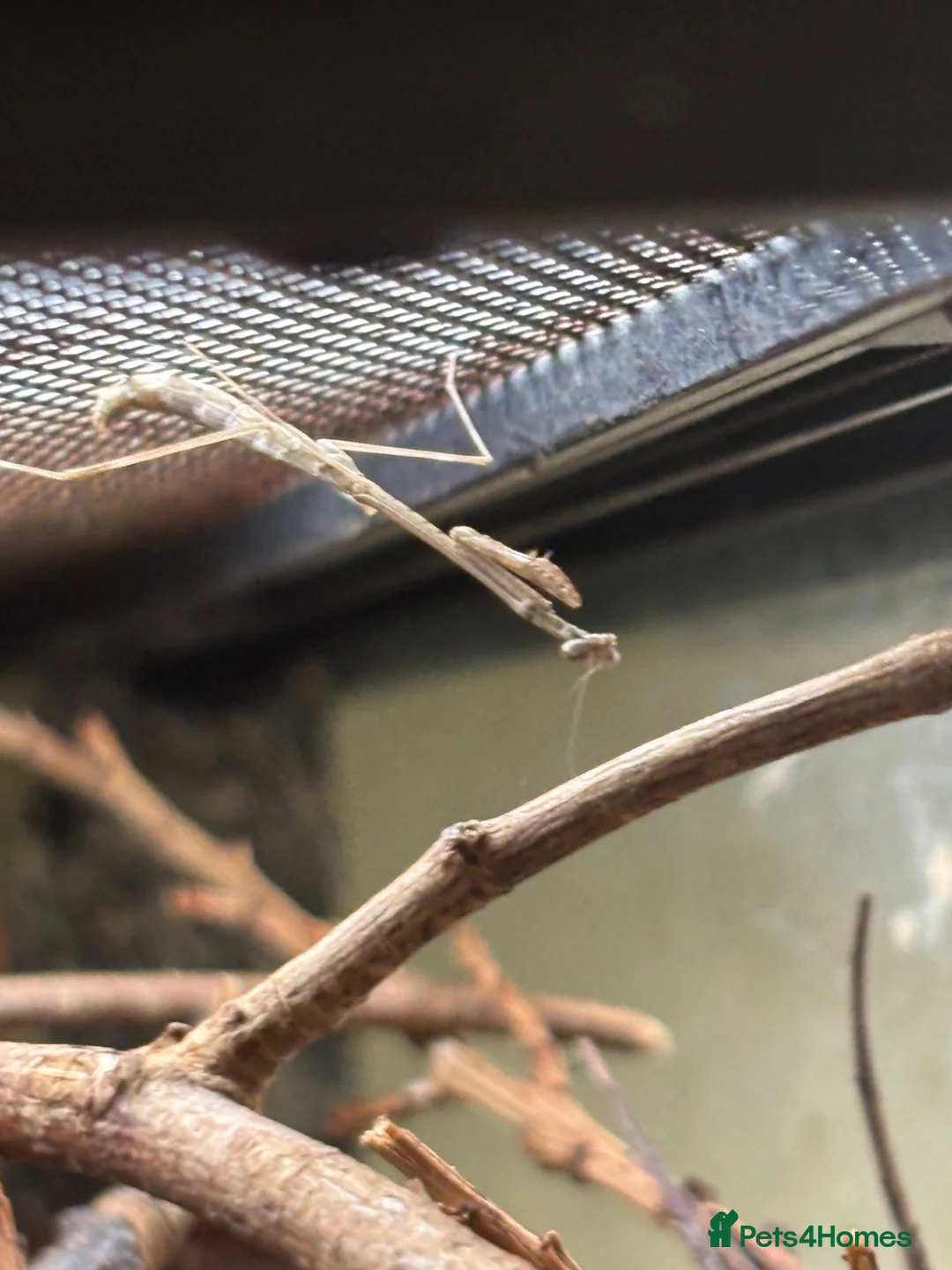 Praying Mantis invertebrates for sale: Various Praying Mantis for sale  - Advert 2