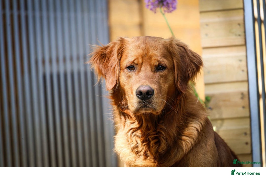 Golden Retriever dogs for sale: Stunning Golden Retrievers - Image 6