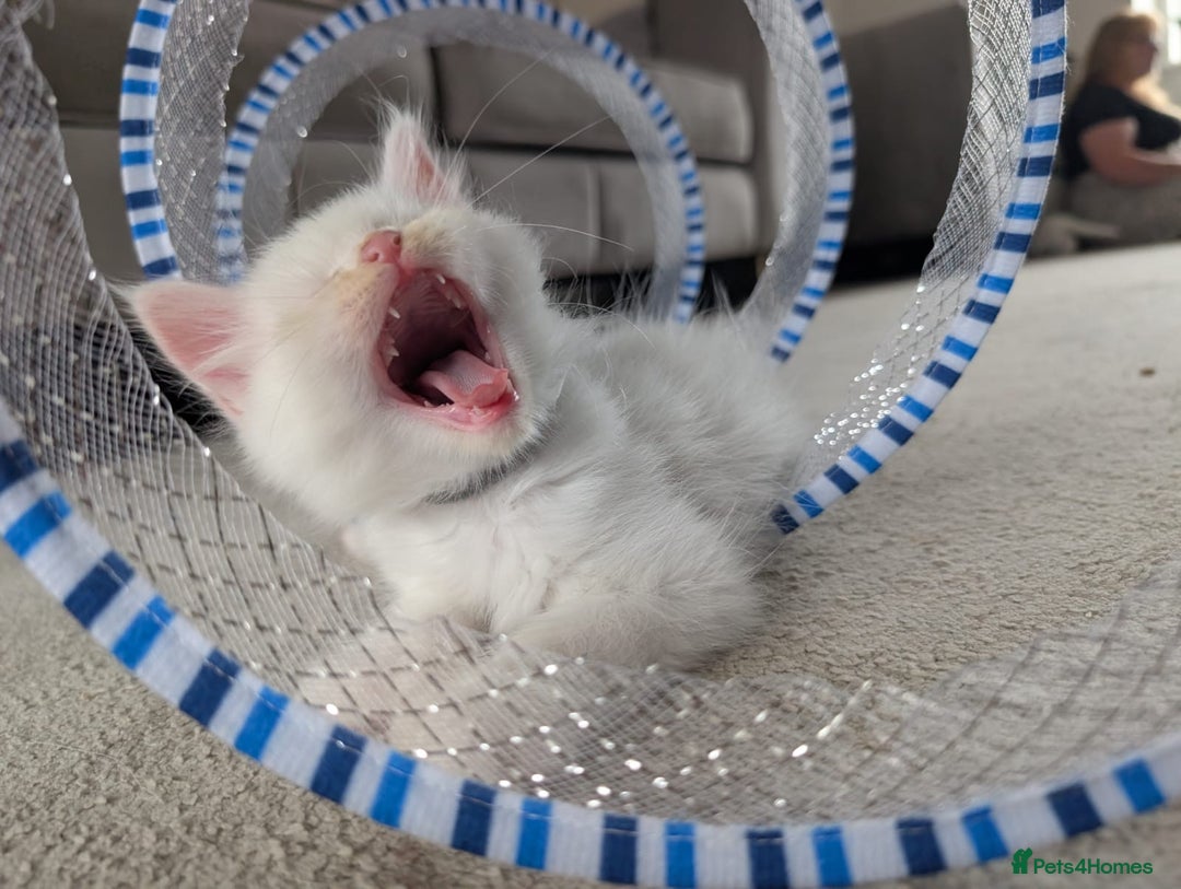 Maine Coon cats for sale: 2 Maine Coon kittens.  - Image 10