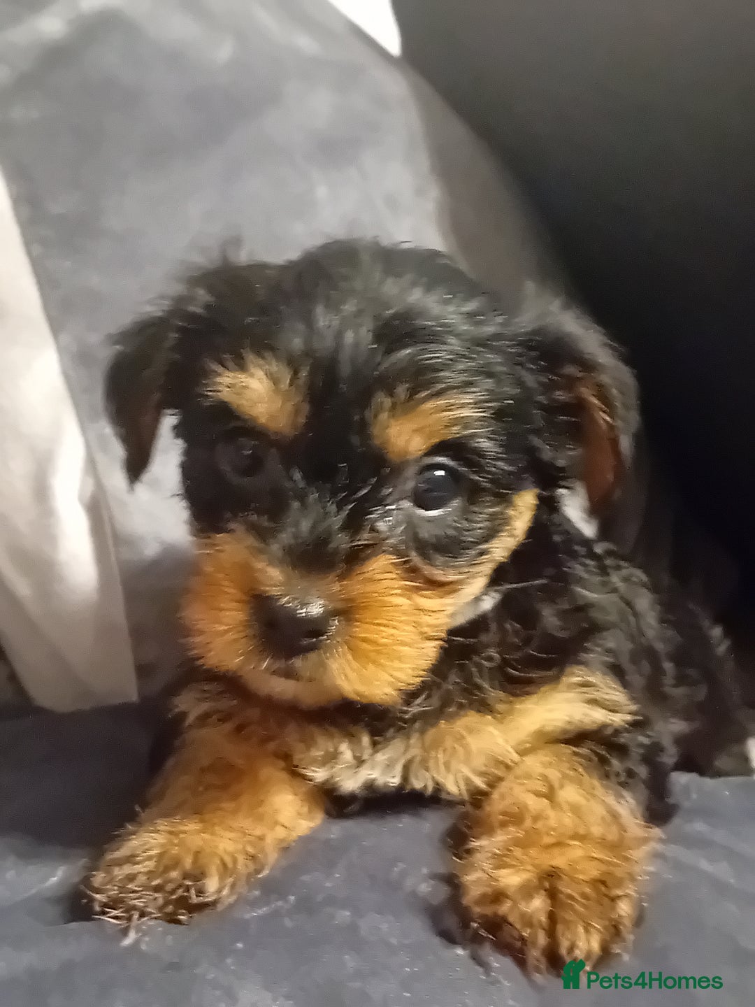 Yorkshire Terrier dogs for sale: Yorkshire Terrier Puppies 2 Boys and 1 Girl - Advert 2