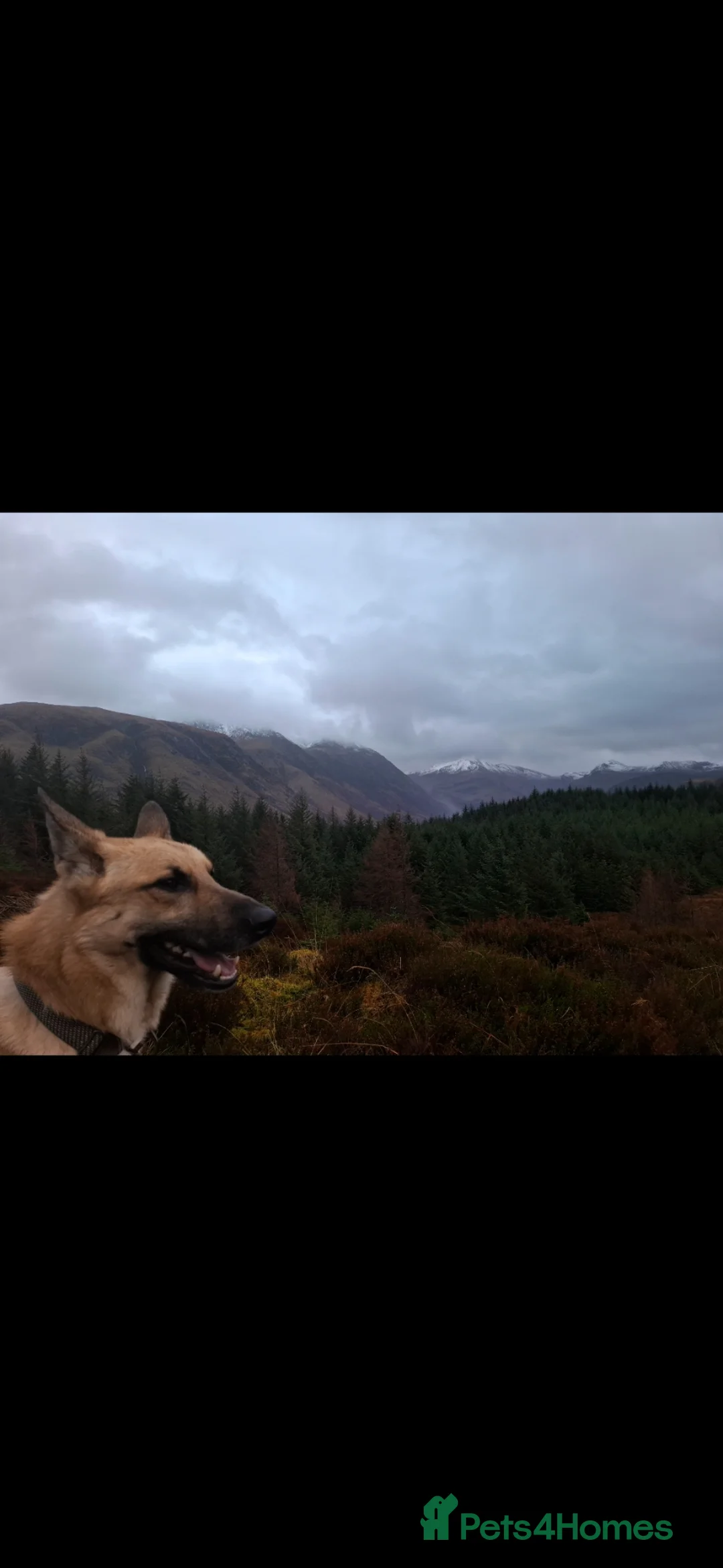 German Shepherd dogs for sale: German Shepherd - Loyal and Protective. - Advert 3