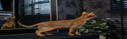 Abyssinian cats for sale: Majestic Abyssinian Boy-READY NOW-Champion Line - Advert 7