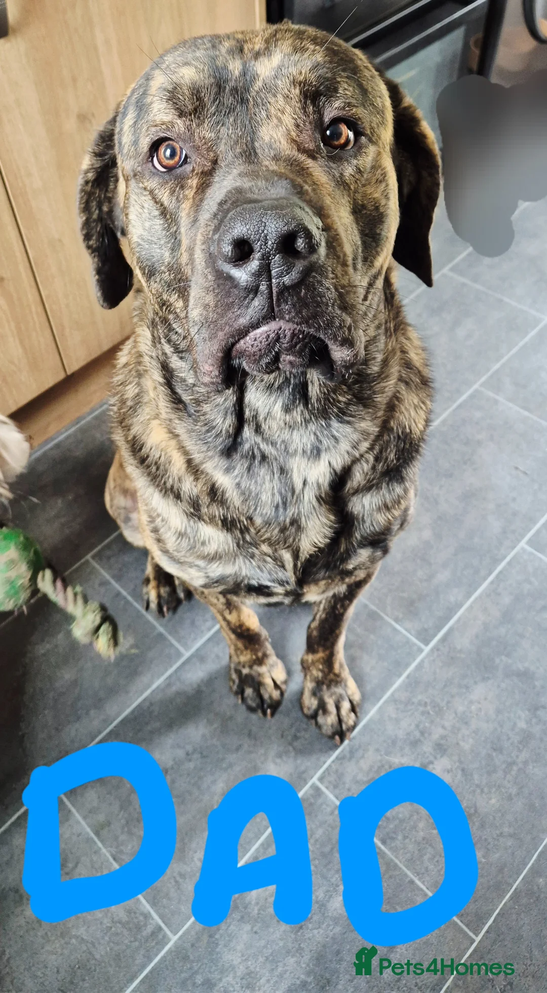 Cane Corso dogs for sale: Cane corso cross tibetan mastiff puppies - Advert 32
