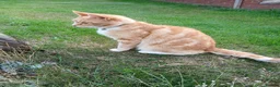 Mixed Breed cats for sale: Good home wanted for Ronnie - Advert 1
