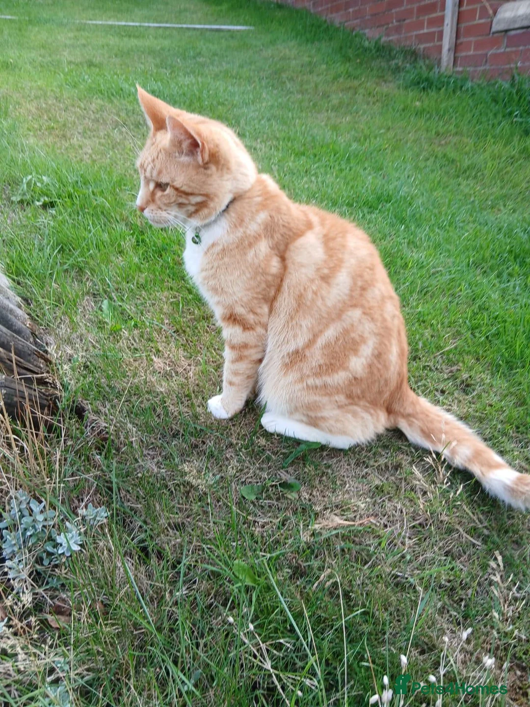 Mixed Breed cats for sale: Good home wanted for Ronnie - Advert 1