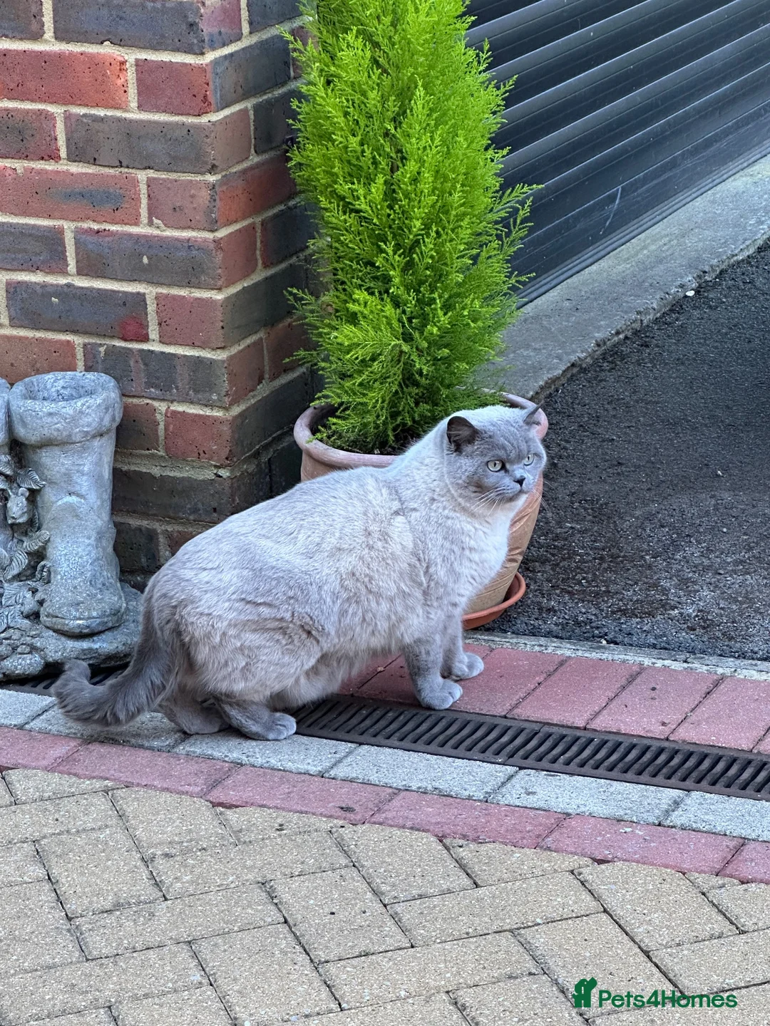 British Shorthair cats for sale: LIZZIE  in Farnborough - Advert 2