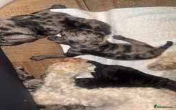 Labradoodle dogs for sale: Stunning tiny labradoodles blue Merle & black - Image 3