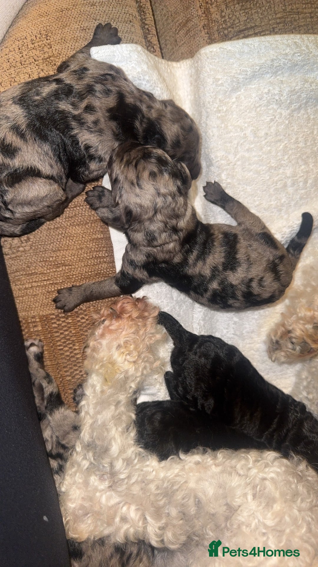 Labradoodle dogs for sale: Stunning tiny labradoodles blue Merle & black - Image 3