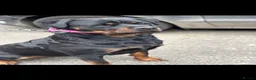Rottweiler dogs for sale: Champion Rottweiler KC Registered Puppies - Advert 6