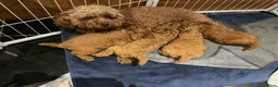 Toy Poodle dogs for sale: Gorgeous Red Toy Poodle Puppies  - Advert 2