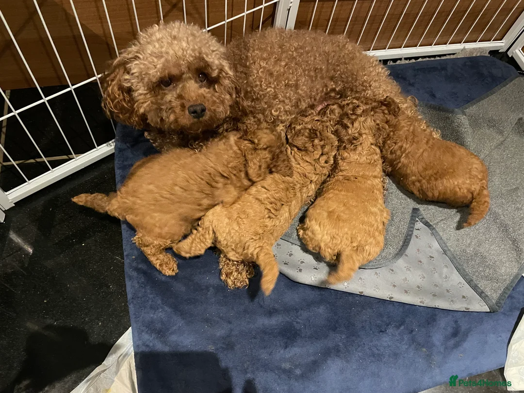 Toy Poodle dogs for sale: Gorgeous Red Toy Poodle Puppies  - Advert 2