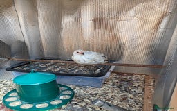 Chickens poultry for sale: Chickens for sale 10 weeks old - Image 4