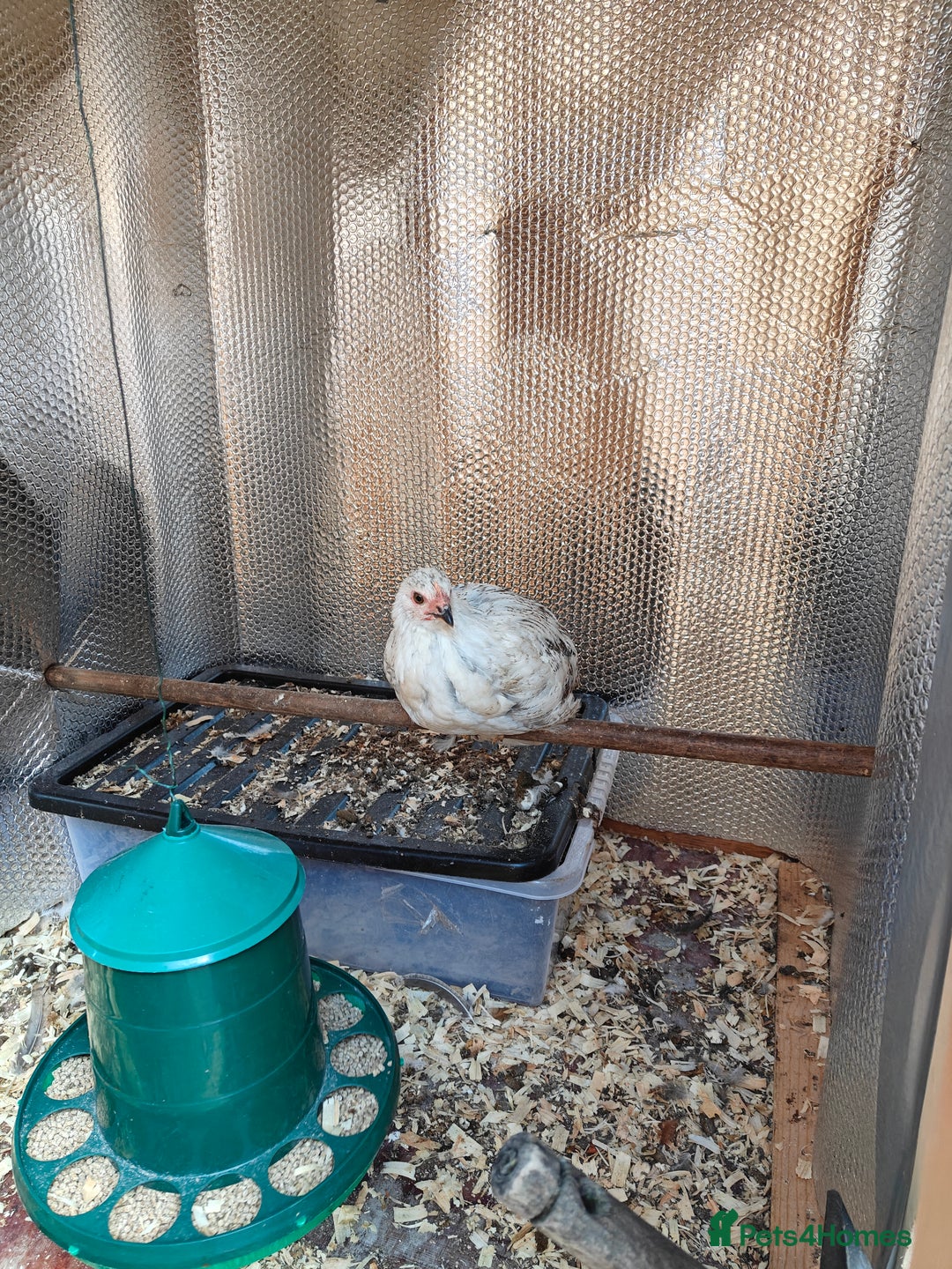 Chickens poultry for sale: Chickens for sale 10 weeks old - Image 4