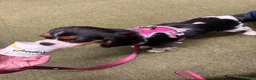 Cavalier King Charles Spaniel dogs for sale: KC Female Cavalier King Charles Spaniel 16 months  in Worksop - Advert 6