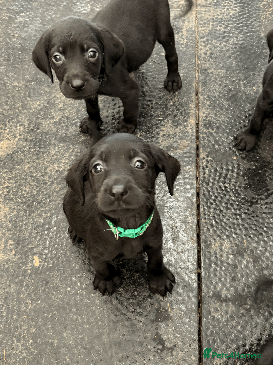 Baby Springador Puppies Springador Puppies! For Sale In Banbury