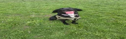 Springador dogs for sale: 8 Months old puppy  in Hull - Advert 3