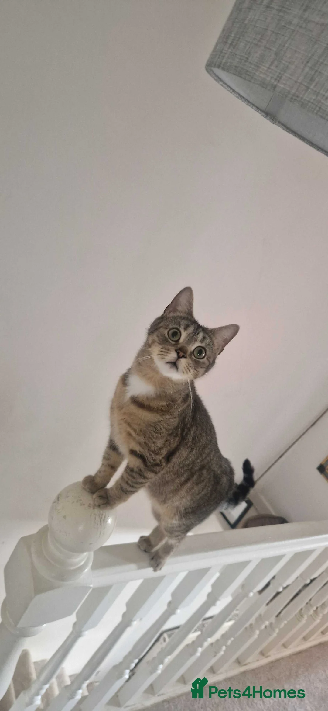 Domestic Shorthair cats for sale: Hazel (tabby, girl, 1yr, indoors ONLY) - Advert 5