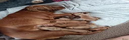 Cocker Spaniel dogs for sale: 6 STUNNING KC REGISTERED COCKER SPANIEL PUPPIES  - Advert 8