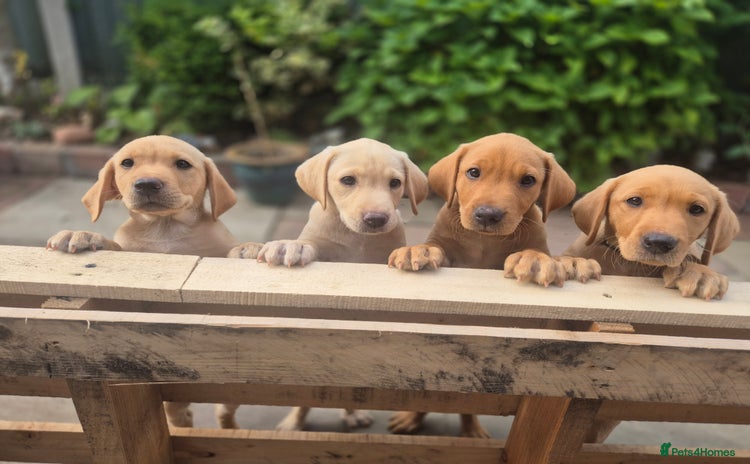 Labrador Retriever dogs in Blackpool - Advert 13