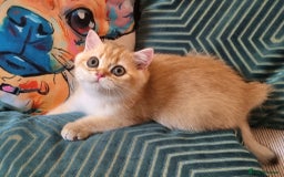 British Shorthair cats for sale: NY12 GOLDEN BRITISH SHORTHAIR BOY READY TO GO!  - Image 2
