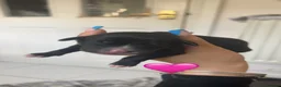 Mixed Breed dogs for sale: Staff/Cocker Pups in Cranbrook - Advert 7