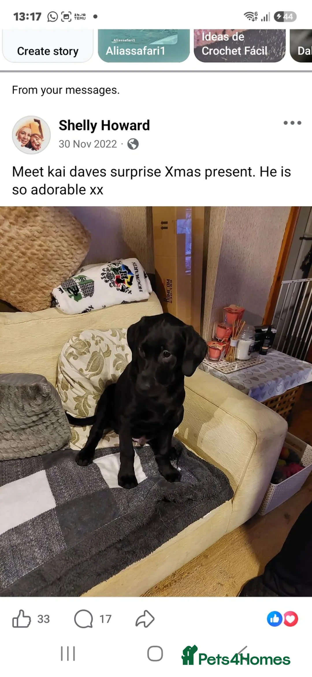 Labrador Retriever dogs for stud: Michelle Howard  in Stockton-on-Tees - Advert 1