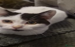 Selkirk Rex cats for sale: Tica reg  pedigree selkirk rex kittens ready now  - Advert 26