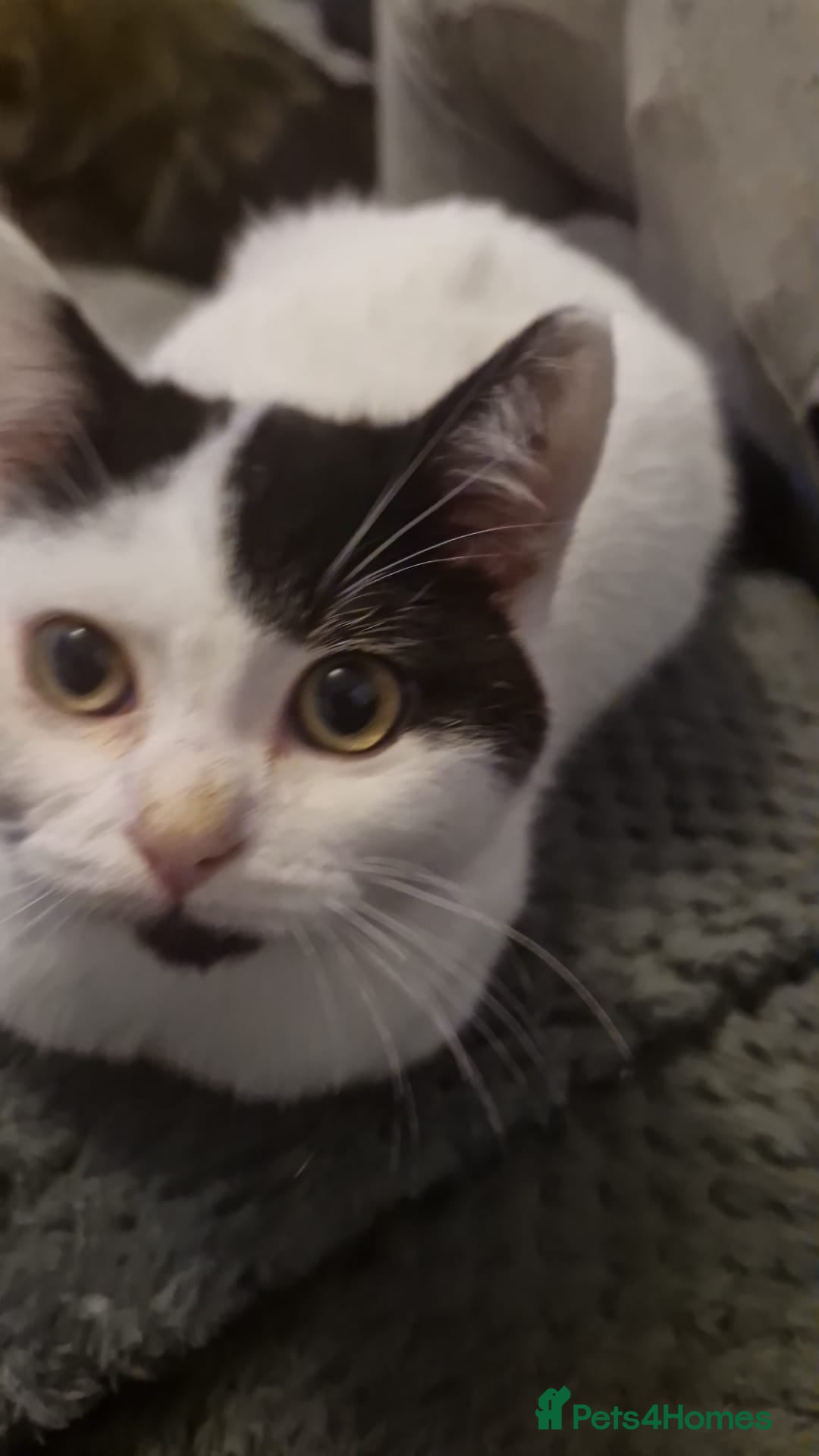 Selkirk Rex cats for sale: Tica reg  pedigree selkirk rex kittens ready now  - Advert 26