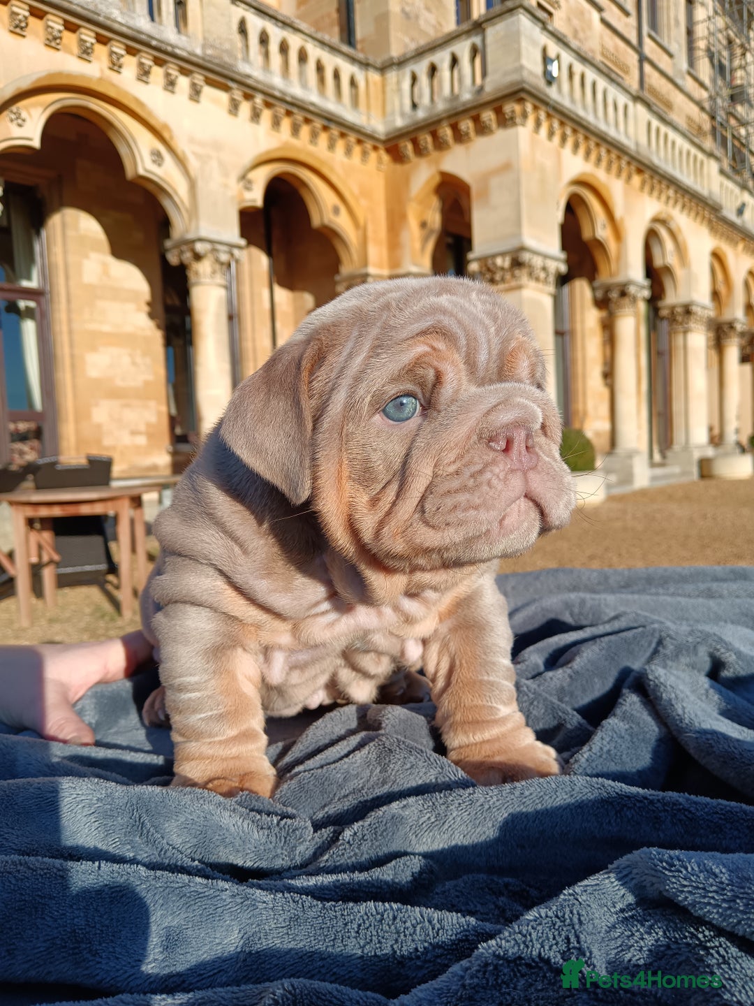 English Bulldog dogs for sale: 2 stunning males from the world famous Mr muscle  - Advert 28