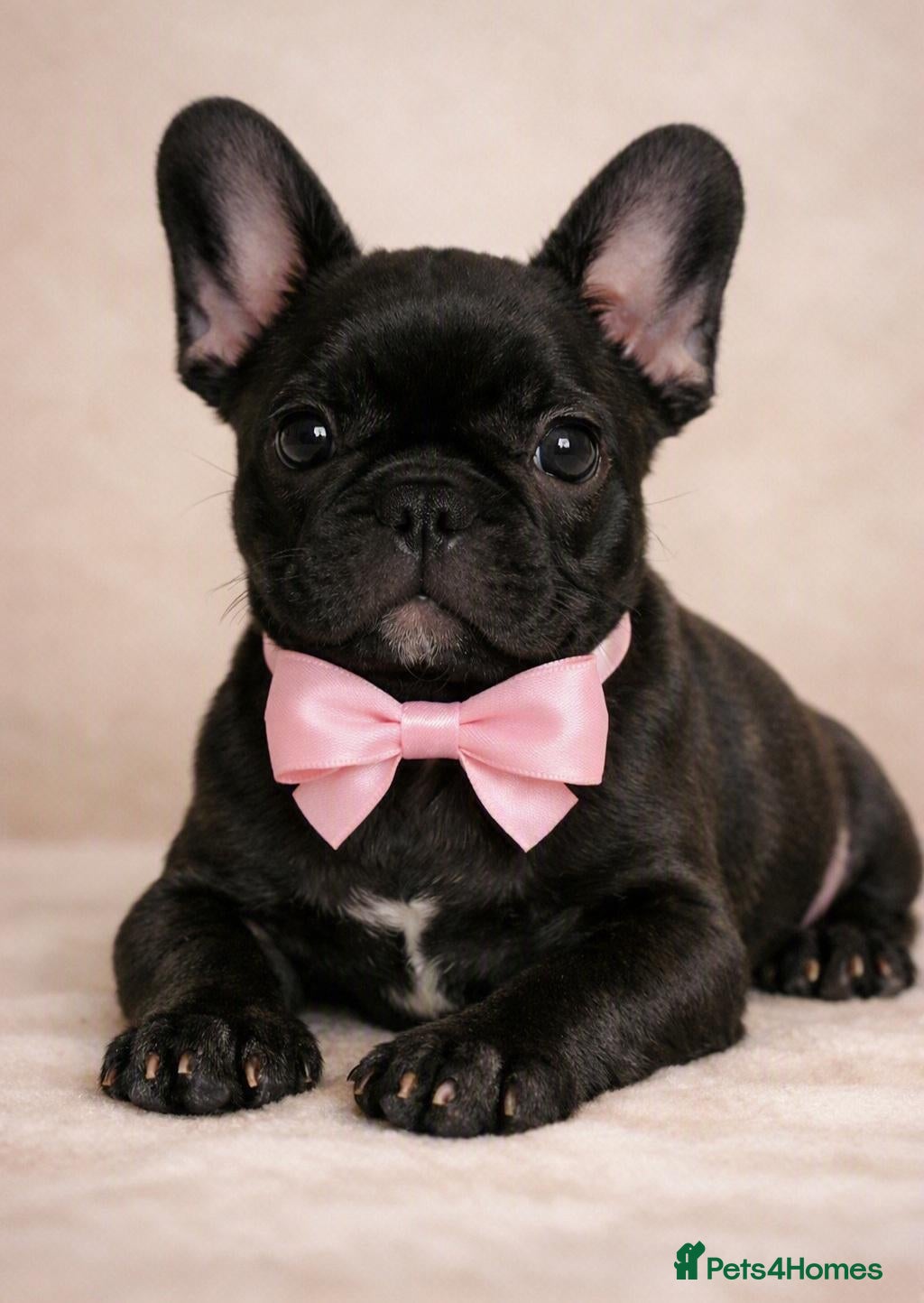 French Bulldog dogs Ready Now‼️🩷Bright, Affectionate Brindle Girl 🩷 - Advert 4