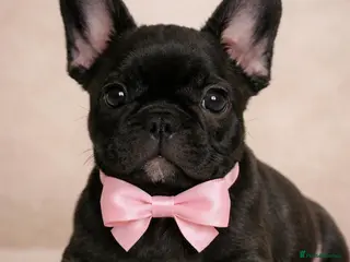 French Bulldog dogs Ready Now‼️🩷Bright, Affectionate Brindle Girl 🩷 - Advert 4