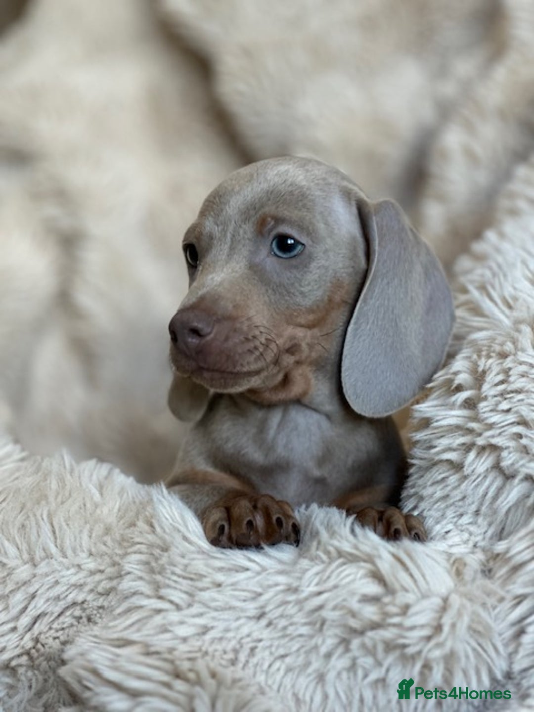 Miniature Dachshund dogs for sale: Stunning ISABELLA miniature dachshunds  - Advert 17